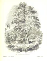 Picture 19 of 198 from Pictorial Half-hours, edited by C. K (1850), leaf 63