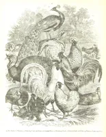 Picture 196 of 198 from Pictorial Half-hours, edited by C. K (1850), leaf 632