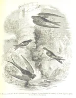 An illustration from Pictorial Half-hours, edited by C. K (1850)