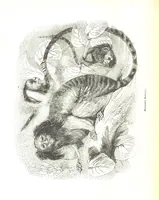 An illustration from Pictorial Half-hours, edited by C. K (1850)