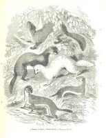 An illustration from Pictorial Half-hours, edited by C. K (1850)