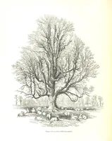 An illustration from Pictorial Half-hours, edited by C. K (1850)