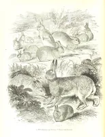 An illustration from Pictorial Half-hours, edited by C. K (1850)