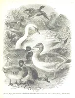 An illustration from Pictorial Half-hours, edited by C. K (1850)