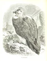 An illustration from Pictorial Half-hours, edited by C. K (1850)