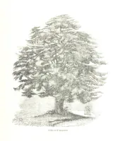 An illustration from Pictorial Half-hours, edited by C. K (1850)