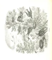 An illustration from Pictorial Half-hours, edited by C. K (1850)
