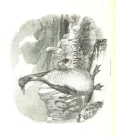 An illustration from Pictorial Half-hours, edited by C. K (1850)