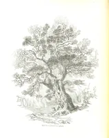 An illustration from Pictorial Half-hours, edited by C. K (1850)