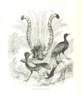 An illustration from Pictorial Half-hours, edited by C. K (1850)