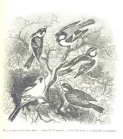 An illustration from Pictorial Half-hours, edited by C. K (1850)