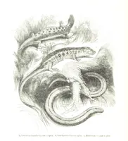 An illustration from Pictorial Half-hours, edited by C. K (1850)