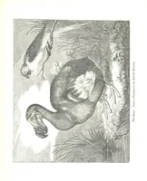 An illustration from Pictorial Half-hours, edited by C. K (1850)