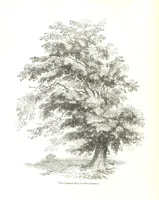 An illustration from Pictorial Half-hours, edited by C. K (1850)