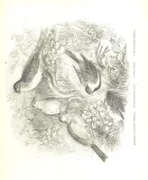 An illustration from Pictorial Half-hours, edited by C. K (1850)