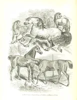 An illustration from Pictorial Half-hours, edited by C. K (1850)