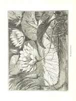 An illustration from Pictorial Half-hours, edited by C. K (1850)