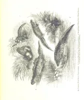 An illustration from Pictorial Half-hours, edited by C. K (1850)