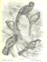 An illustration from Pictorial Half-hours, edited by C. K (1850)