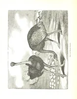 An illustration from Pictorial Half-hours, edited by C. K (1850)