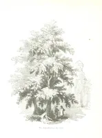 An illustration from Pictorial Half-hours, edited by C. K (1850)