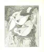 An illustration from Pictorial Half-hours, edited by C. K (1850)