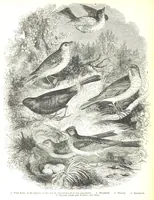 An illustration from Pictorial Half-hours, edited by C. K (1850)