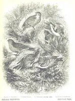 An illustration from Pictorial Half-hours, edited by C. K (1850)