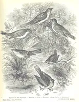 An illustration from Pictorial Half-hours, edited by C. K (1850)