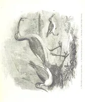 An illustration from Pictorial Half-hours, edited by C. K (1850)