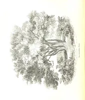 An illustration from Pictorial Half-hours, edited by C. K (1850)