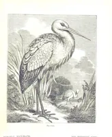 An illustration from Pictorial Half-hours, edited by C. K (1850)