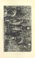 An illustration from Backsheesh! or, Life and Adventures in the Orient. With descriptive and humorous sketches. ... With ... illustrations, etc (1875)