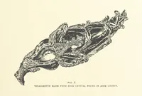 An illustration from Gems and Precious Stones of North America. A popular description of their occurrence, value, history, archæology, and of the collections in which they exist, also a chapter on pearls and on remarkable foreign gems owned in the United States. Illustrated, etc (1890)