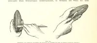 An illustration from Gems and Precious Stones of North America. A popular description of their occurrence, value, history, archæology, and of the collections in which they exist, also a chapter on pearls and on remarkable foreign gems owned in the United States. Illustrated, etc (1890)