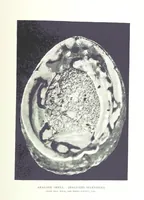 Picture 39 of 55 from Gems and precious stones of North America ... Second edition, with appendix (1892), leaf 285