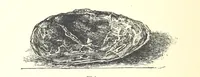 An illustration from Gems and precious stones of North America ... Second edition, with appendix (1892)