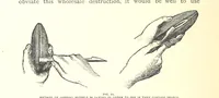 An illustration from Gems and precious stones of North America ... Second edition, with appendix (1892)