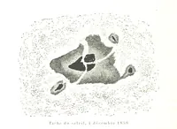 Picture 38 of 238 from L'Espace céleste et la nature tropicale, description physique de l'univers ... préface de M. Babinet, dessins de Yan' Dargent (1866), leaf 114