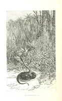 An illustration from L'Espace céleste et la nature tropicale, description physique de l'univers ... préface de M. Babinet, dessins de Yan' Dargent (1866)