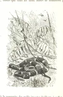 An illustration from L'Espace céleste et la nature tropicale, description physique de l'univers ... préface de M. Babinet, dessins de Yan' Dargent (1866)