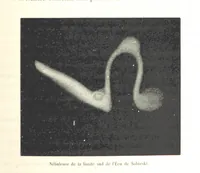 Picture 81 of 238 from L'Espace céleste et la nature tropicale, description physique de l'univers ... préface de M. Babinet, dessins de Yan' Dargent (1866), leaf 253