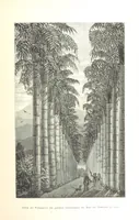 Picture 89 of 238 from L'Espace céleste et la nature tropicale, description physique de l'univers ... préface de M. Babinet, dessins de Yan' Dargent (1866), leaf 271