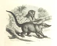 An illustration from L'Espace céleste et la nature tropicale, description physique de l'univers ... préface de M. Babinet, dessins de Yan' Dargent (1866)
