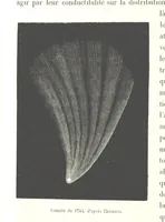Picture 98 of 238 from L'Espace céleste et la nature tropicale, description physique de l'univers ... préface de M. Babinet, dessins de Yan' Dargent (1866), leaf 304