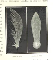 Picture 99 of 238 from L'Espace céleste et la nature tropicale, description physique de l'univers ... préface de M. Babinet, dessins de Yan' Dargent (1866), leaf 305