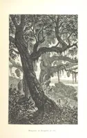 Picture 109 of 238 from L'Espace céleste et la nature tropicale, description physique de l'univers ... préface de M. Babinet, dessins de Yan' Dargent (1866), leaf 325