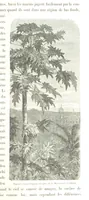 Picture 119 of 238 from L'Espace céleste et la nature tropicale, description physique de l'univers ... préface de M. Babinet, dessins de Yan' Dargent (1866), leaf 349