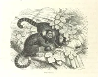 An illustration from L'Espace céleste et la nature tropicale, description physique de l'univers ... préface de M. Babinet, dessins de Yan' Dargent (1866)