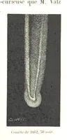 Picture 135 of 238 from L'Espace céleste et la nature tropicale, description physique de l'univers ... préface de M. Babinet, dessins de Yan' Dargent (1866), leaf 383